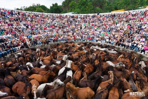 Rapa das Bestas 2012, Sabucedo, Galicia, España